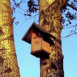 Houten nestkastje opgehangen in boom - nestkastjes helpen vogels broeden en transformeren de natuur in je tuin