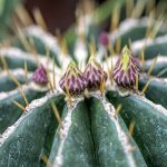 Mescaline cactus soorten peyote en san pedro in natuurlijke omgeving, gebruikt voor traditionele spirituele ceremonies en the