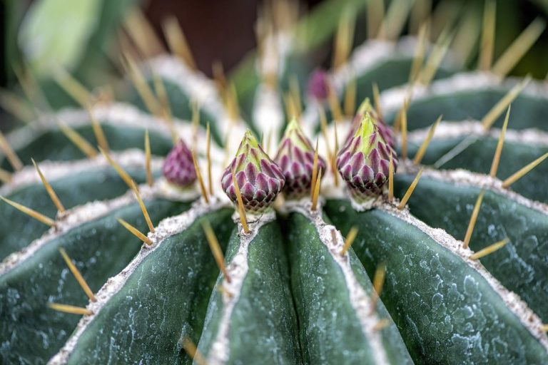 Mescaline cactus soorten peyote en san pedro in natuurlijke omgeving, gebruikt voor traditionele spirituele ceremonies en the